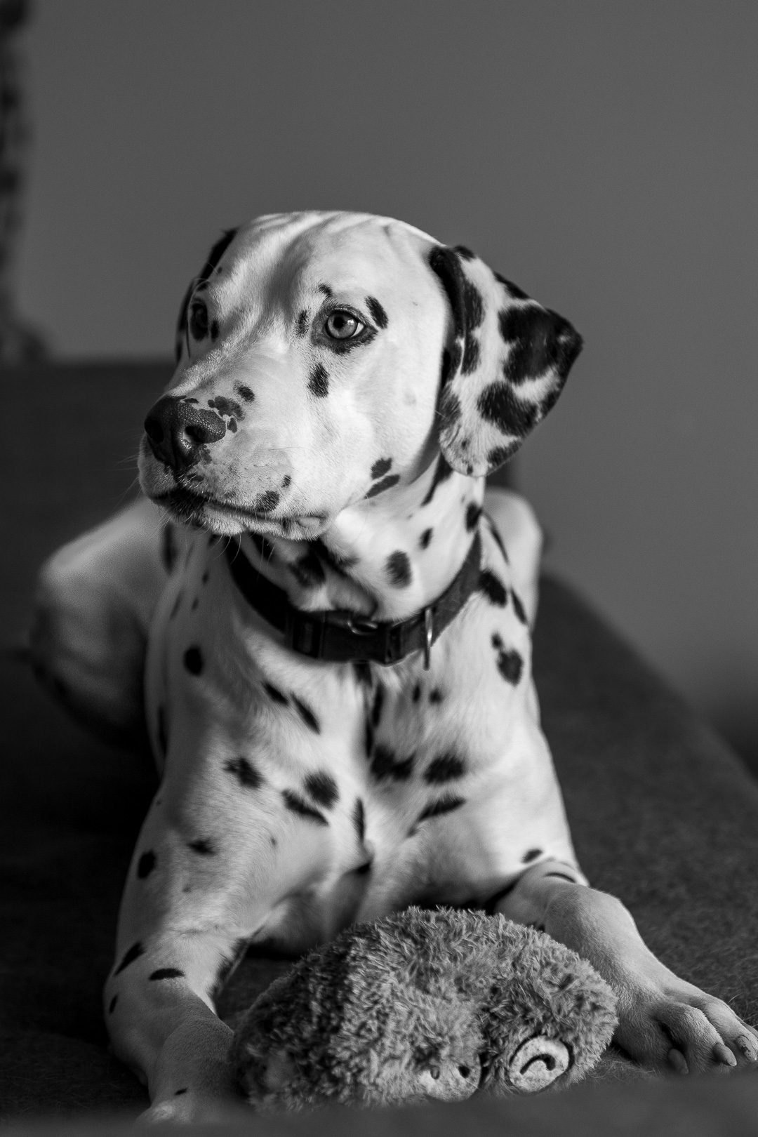Dalmatien Portrait de Dalmatien