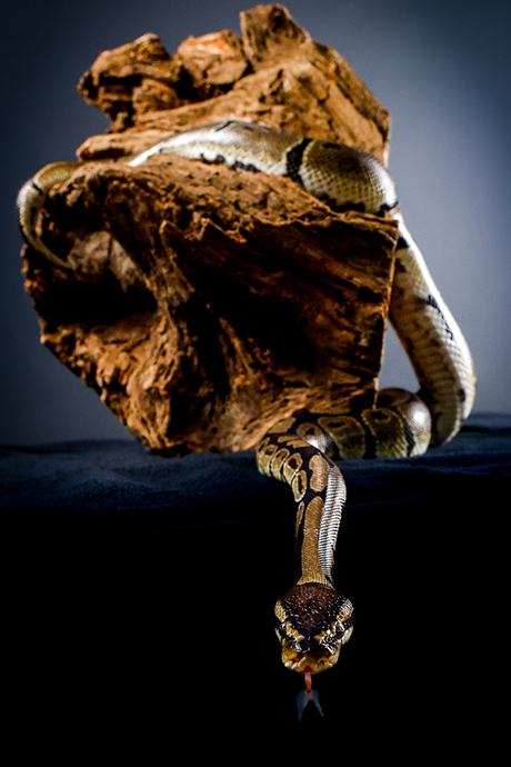 Python Royal Portrait Python Royal