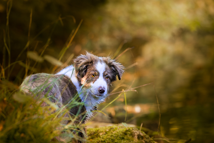 Offre Premium ou Plaisir Chiot Berger Australien sur les bords du Loiret