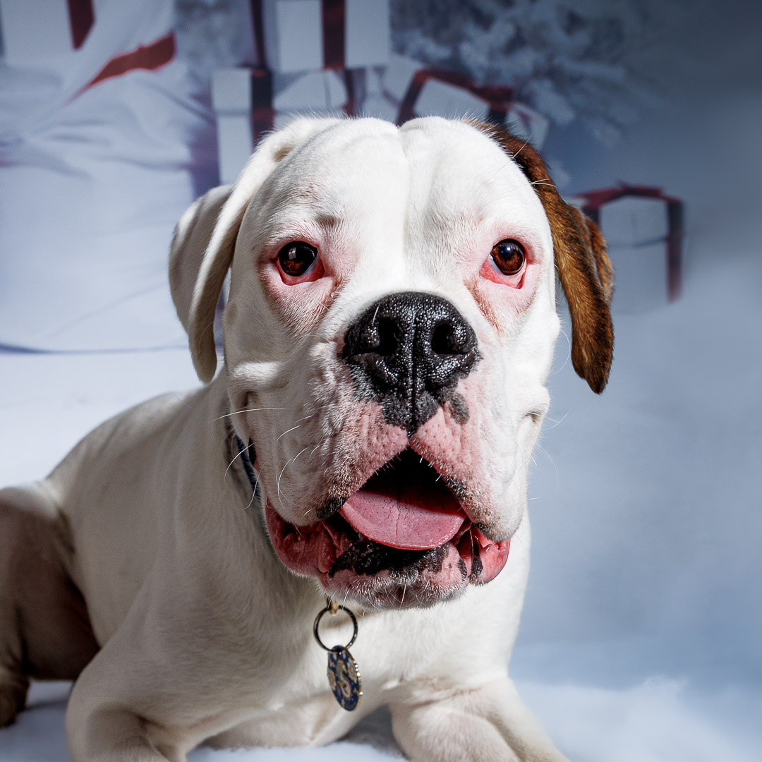 Portrait de Boxer blanc