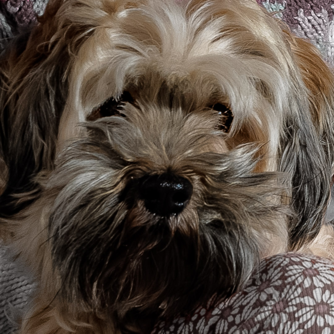 Portrait de Chien