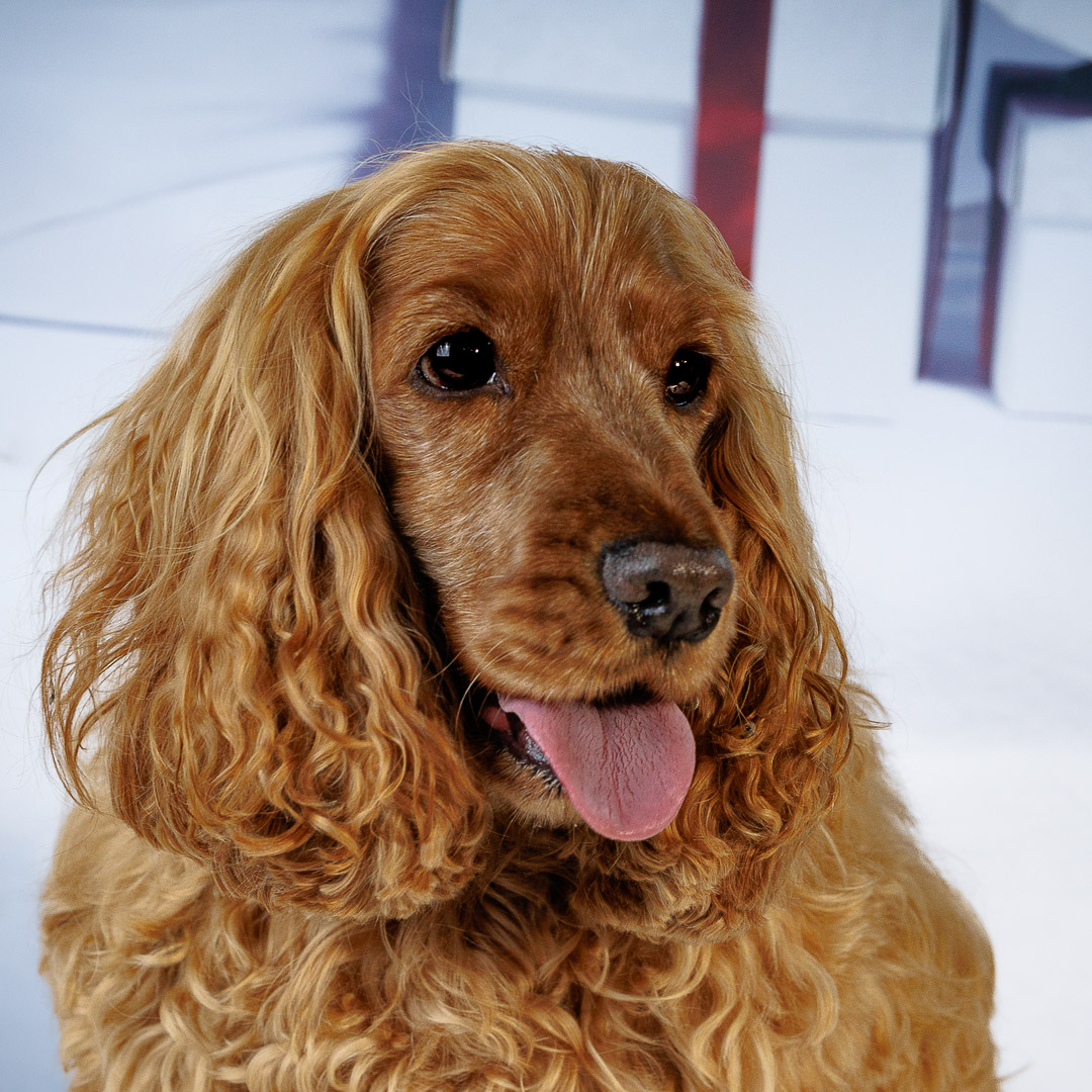 Portrait de Coker